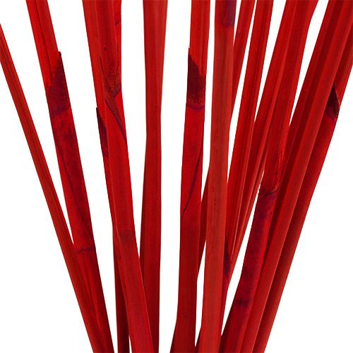 Floristik24 Decorative sticks, Elephant Reed Red 20 pcs