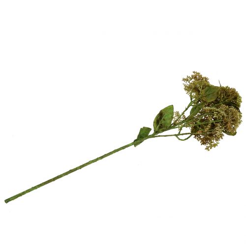 Floristik24 Deco branch stone crop Green 58cm