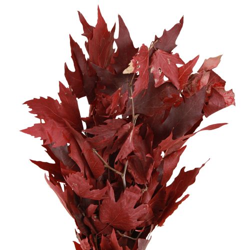 Floristik24 Decorative branches maple leaves decorative maple leaves red 50-60cm 100g