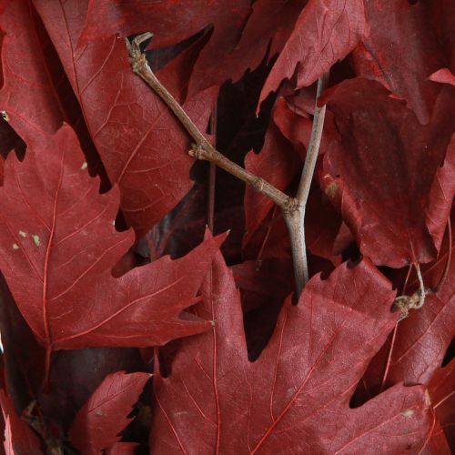 Floristik24 Decorative branches maple leaves decorative maple leaves red 50-60cm 100g
