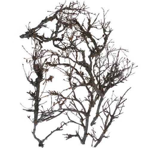 Floristik24 Deco branches bonsai wood deco branches 15-30cm 650g
