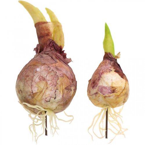 Floristik24 Deco onions with roots artificial vegetables 7.5/10cm 9pcs