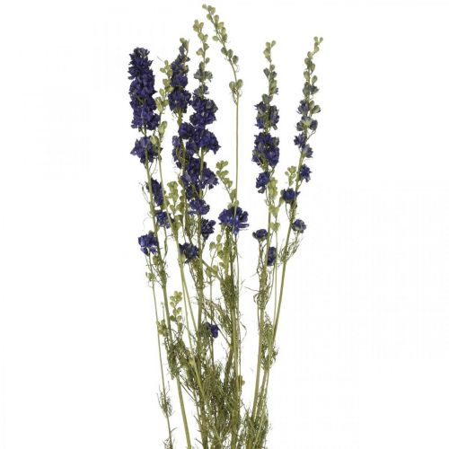 Floristik24 Dried delphinium, dry floristry, delphinium blue L64cm 25g