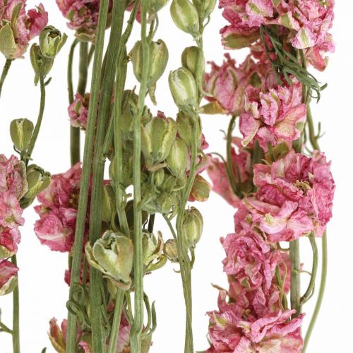 Product Dried flower delphinium, Delphinium pink, dry floristry L64cm 25g