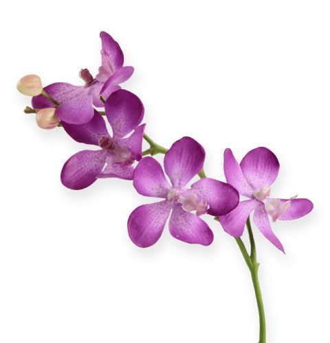 Orchid lilac 38cm