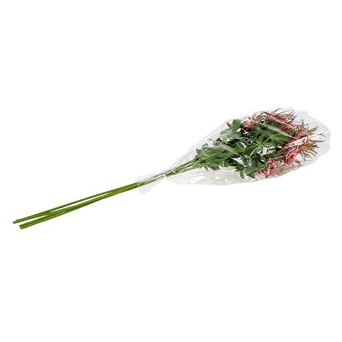 Floristik24 Thistle Branch Pink, Green L67cm 4pcs