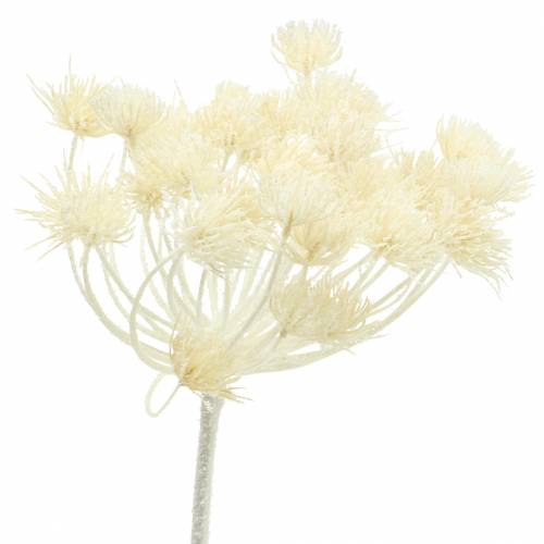 Floristik24 Dill white snowed 117cm