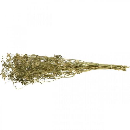 Product Dried flowers dill natural dried floristry 50cm 20 pcs