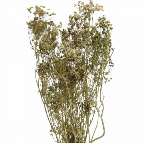 Floristik24 Dried flowers dill natural dried floristry 50cm 20 pcs