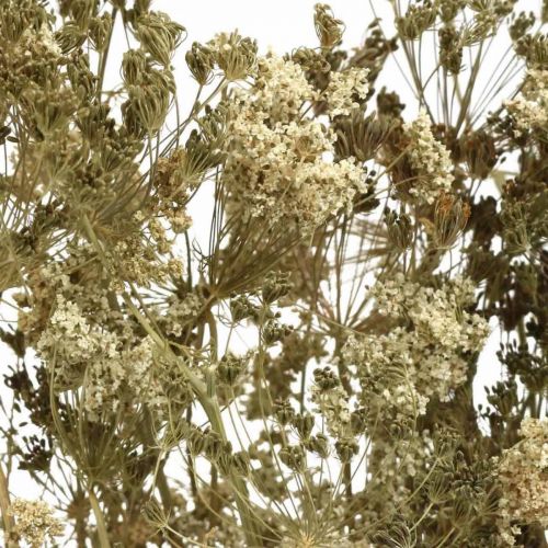 Product Dried flowers dill natural dried floristry 50cm 20 pcs
