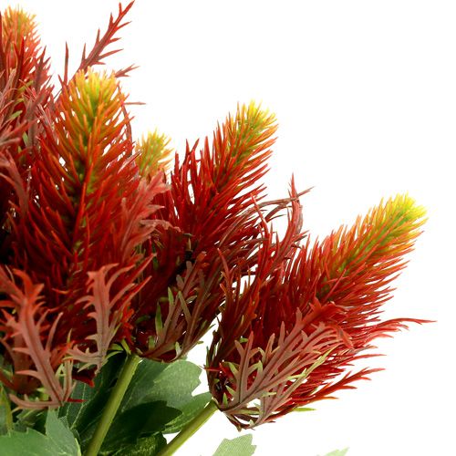 Floristik24 Thistle red-green 20cm 12pcs