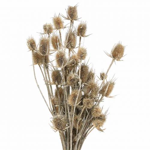 Floristik24 Dried flowers Thistle White washed 60cm 100g