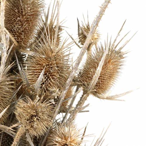 Floristik24 Dried flowers Thistle White washed 60cm 100g