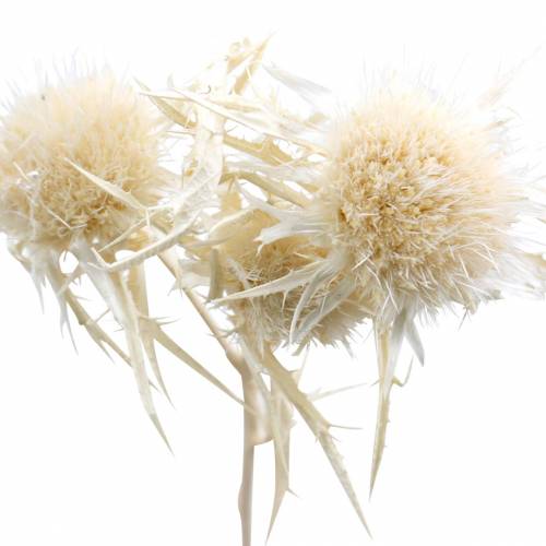 Dried Flower Thistle Branch Bleached 80g