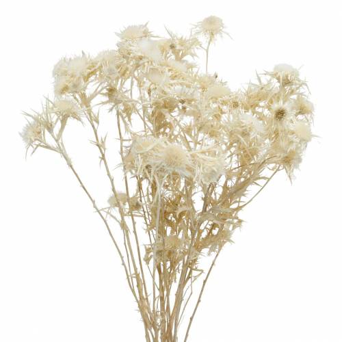 Dried Flower Thistle Branch Bleached 80g