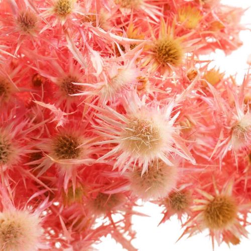 Product Dried thistle deco branch Dusty pink dried flowers 100g