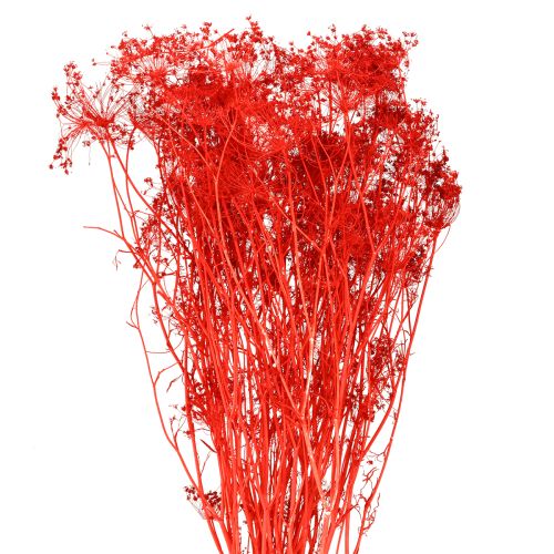 Floristik24 Umbellifera Dried Flowers Red 70cm 150g