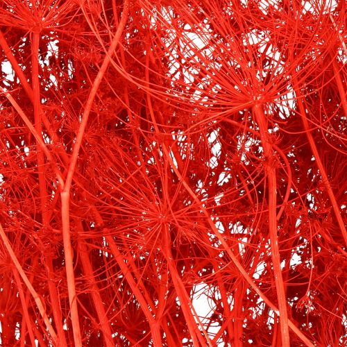 Product Umbellifera Dried Flowers Red 70cm 150g