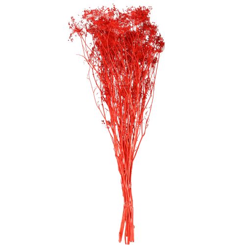 Product Umbellifera Dried Flowers Red 70cm 150g