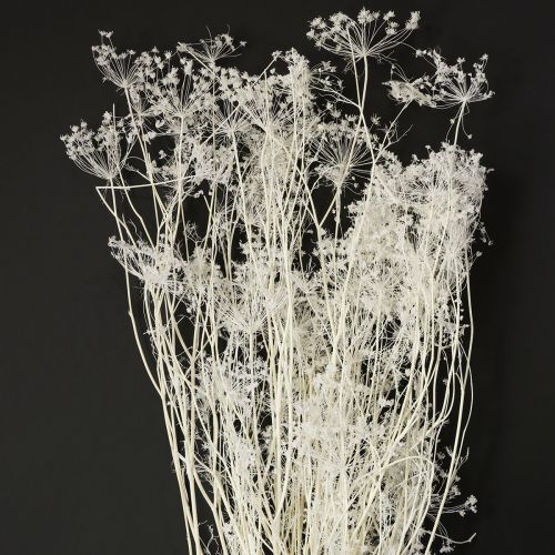 Floristik24 Umbellifera dried flowers white 70-80cm 150g