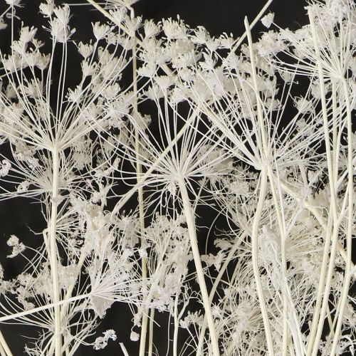 Product Umbellifera dried flowers white 70-80cm 150g