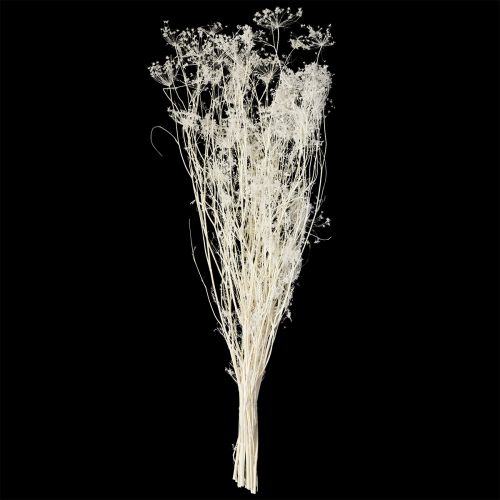 Product Umbellifera dried flowers white 70-80cm 150g