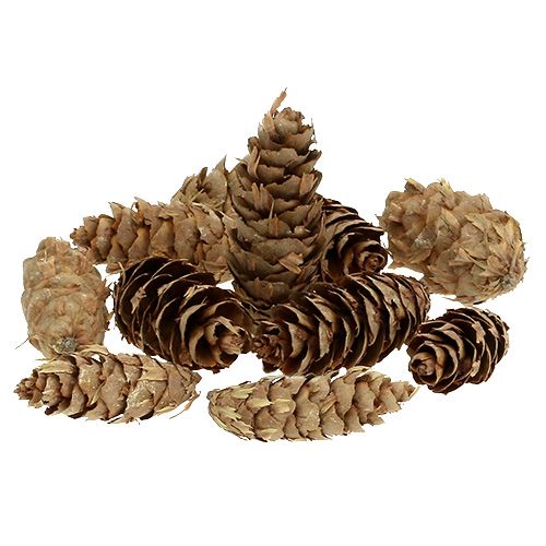 Floristik24 Douglas fir cones 10kg