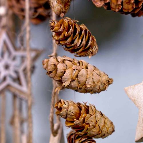 Floristik24 Douglas fir cones 10kg