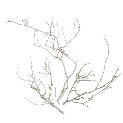 Floristik24 Dry Tree White washed 500g