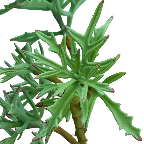 Floristik24 Echeveria 33cm light green
