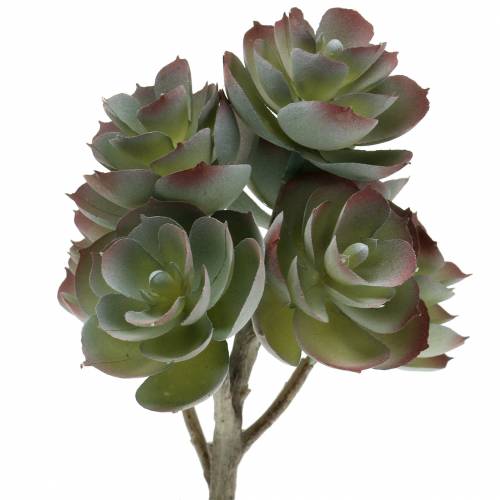 Floristik24 Succulent Echeveria dark green 21cm 3pcs