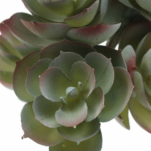 Floristik24 Succulent Echeveria dark green 21cm 3pcs