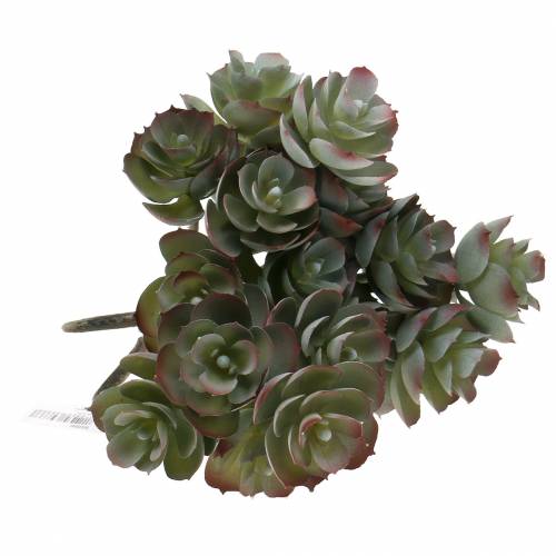 Floristik24 Succulent Echeveria dark green 21cm 3pcs