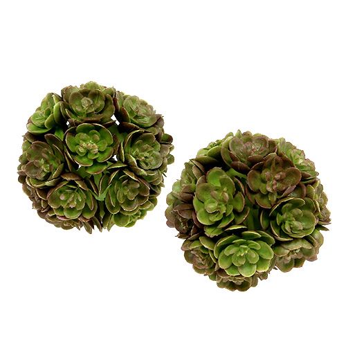 Floristik24 Echeveriaball 5cm Green 4pcs