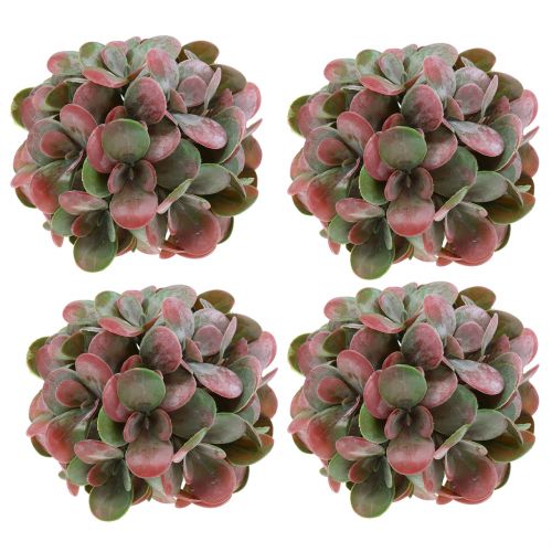 Floristik24 Echeveria balls green, red Ø14cm 4pcs