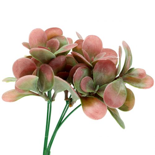 Echeveria branch green, plum 24cm 6pcs
