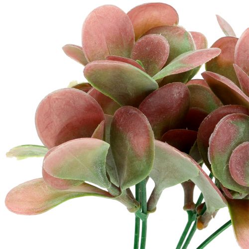 Floristik24 Echeveria branch green, plum 24cm 6pcs