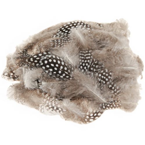 Floristik24 Real Guinea Fowl Feathers Decorative Feathers Natural 4-12cm 100 Pcs
