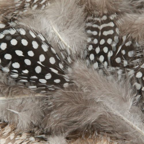 Floristik24 Real Guinea Fowl Feathers Decorative Feathers Natural 4-12cm 100 Pcs