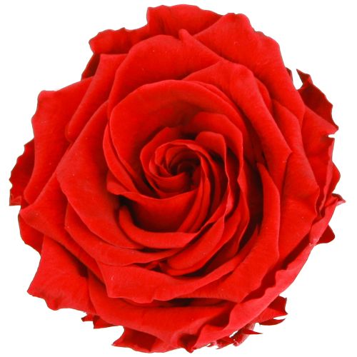 Floristik24 Real rose heads Infinity Roses Red Premium Ø8.5cm 4 pcs
