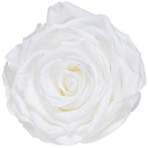 Floristik24 Real rose heads Infinity Roses White Premium Ø8.5cm 4 pcs