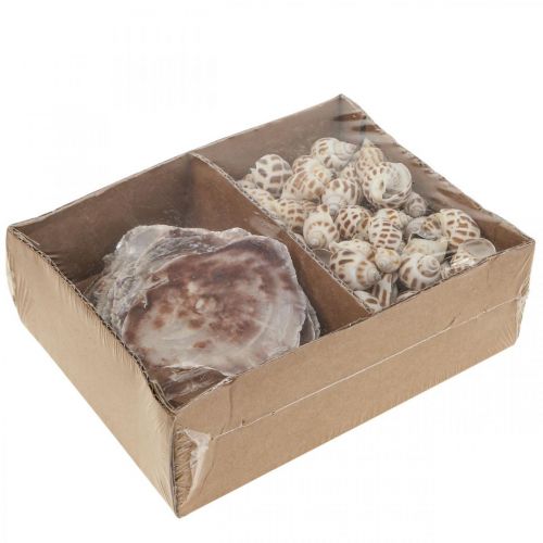 Product Real sea shells Sea snails Capiz Shells Marine décor 400g