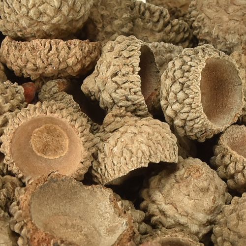 Product Acorn caps natural decorative acorns for crafting 1.5cm 200g