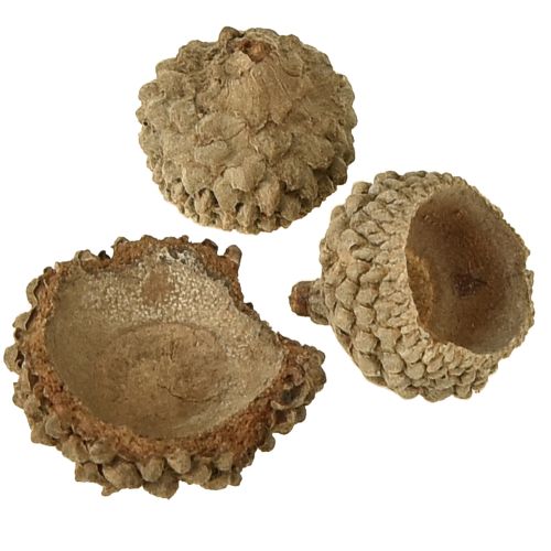 Product Acorn caps natural decorative acorns for crafting 1.5cm 200g