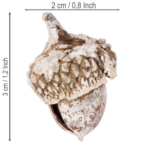 Natural Acorns for Decoration White-Washed 1-3cm 300g | Floristik24.co.uk