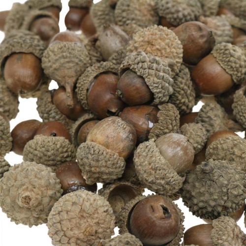 Product Acorns for decoration, autumn decoration, autumn fruits natural Ø1,5 – 2,5cm L1,5 – 3cm 300g