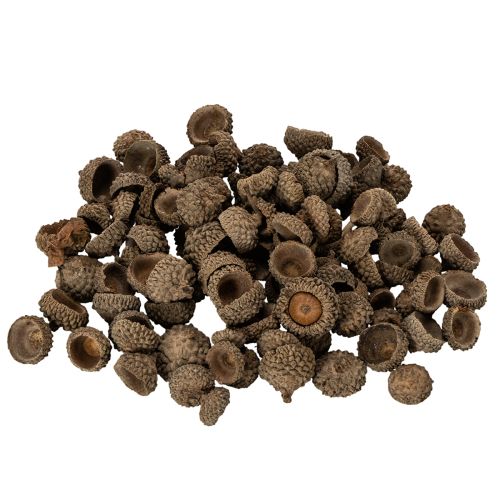 Natural Acorn Caps for Autumn and Advent Decorations 2cm 300g buy online | Floristik24.co.uk