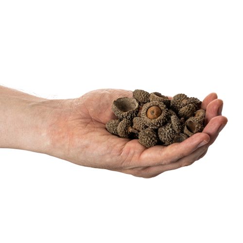 Natural Acorn Caps for Autumn and Advent Decorations 2cm 300g | Floristik24.co.uk
