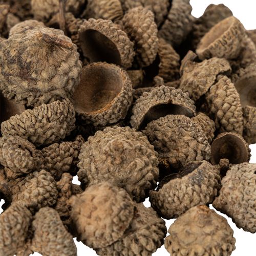 Natural Acorn Caps for Autumn and Advent Decorations 2cm 300g | Floristik24.co.uk