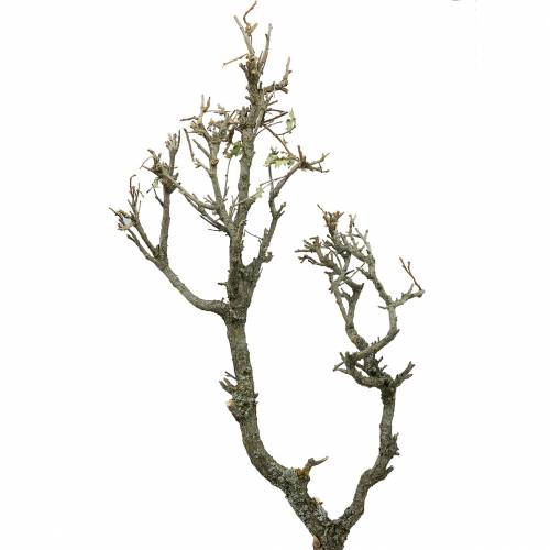 Floristik24 Deco branch Oak Bonsai Nature